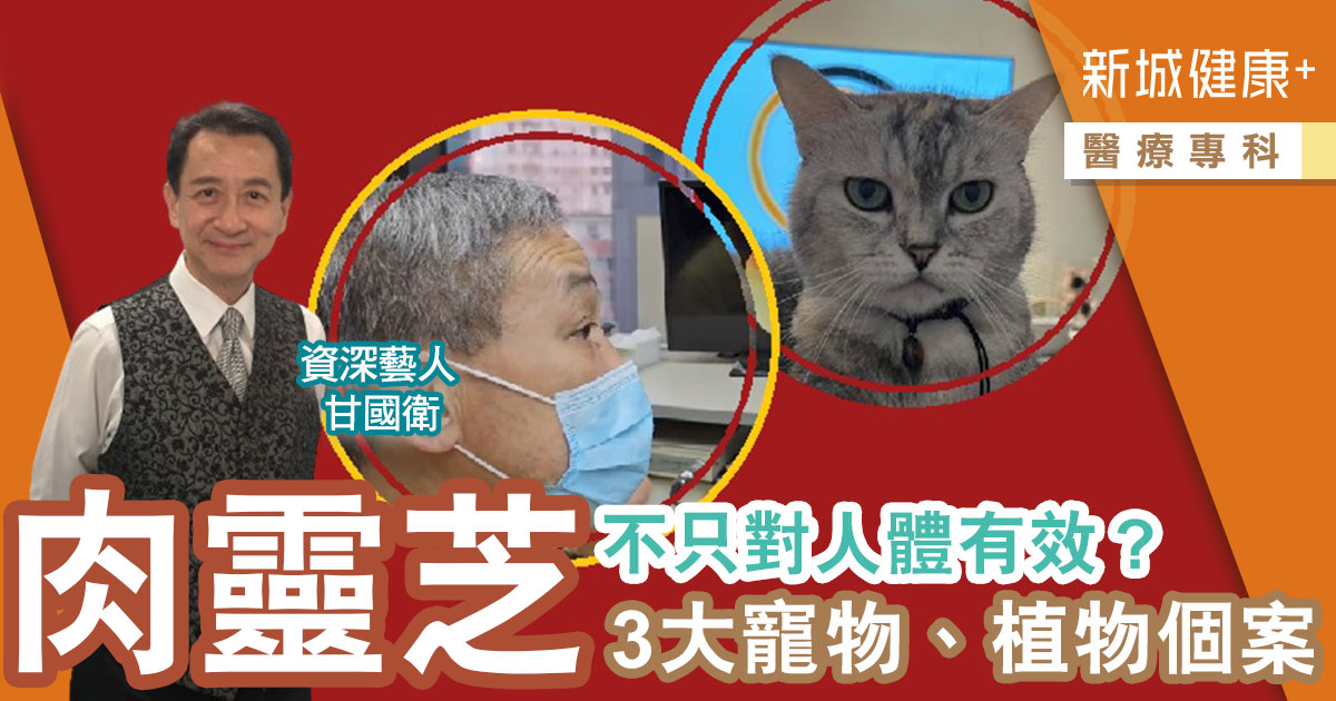 傳媒追訪